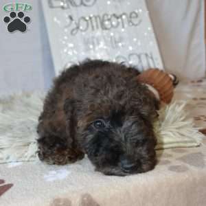 Boots, Mini Goldendoodle Puppy